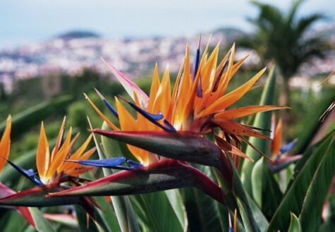 Madeira